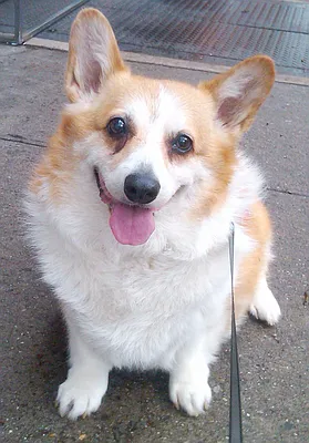 Rented by Corcoran | media 55