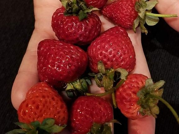 Fresh grown strawberries