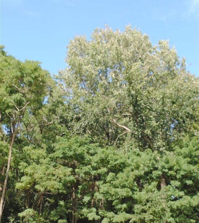 1st image of LOT 4 Whitetail Ct