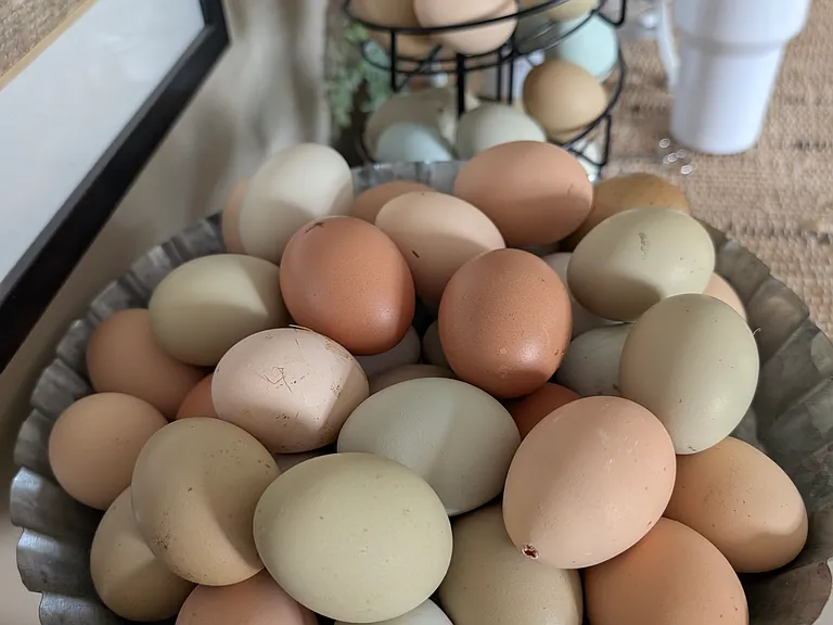 Fresh eggs anyone?