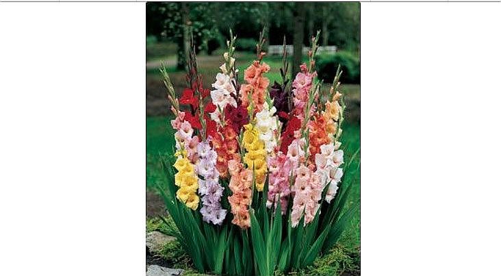 Mature Gardens