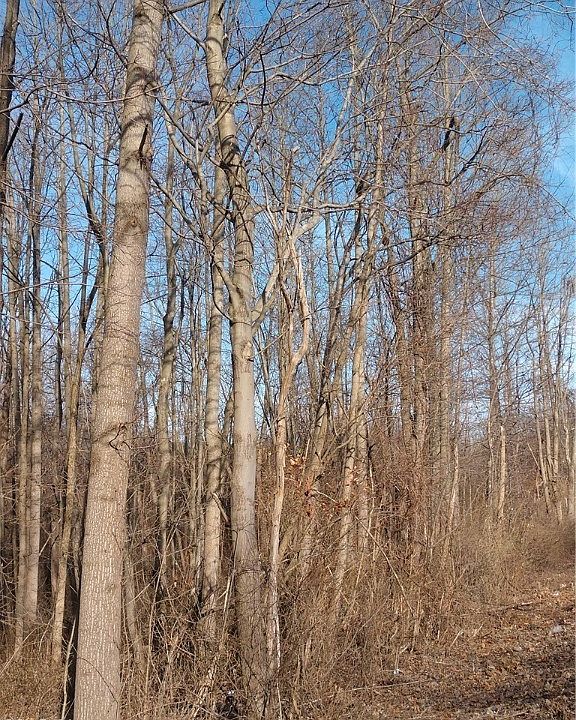 2nd image of State Road 83