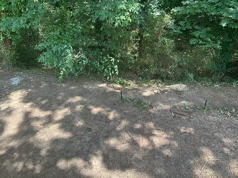 Back yard; very heavily shaded so no grass will grow, have to maintain weeds.