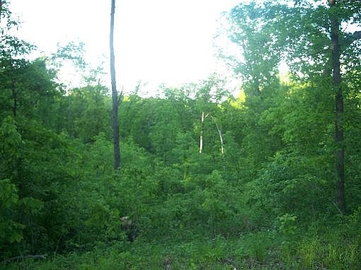 2nd image of 27020 Deerwood Trl