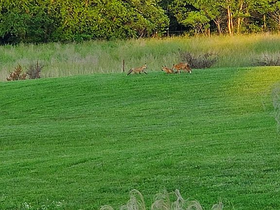Back yard Foxes
