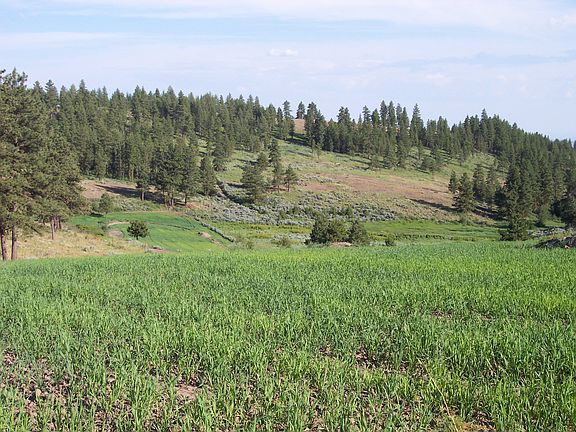 pastures in the summer