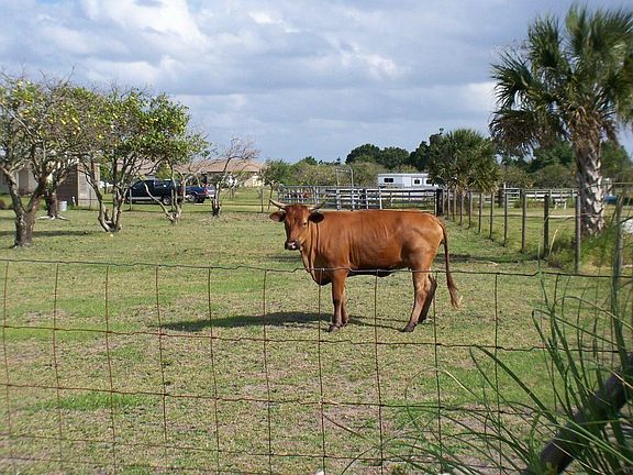Bull On Davis Rd