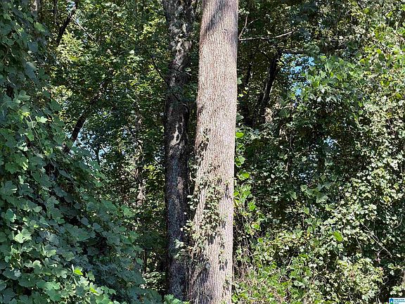 3rd image of Slick Lizzard Rd