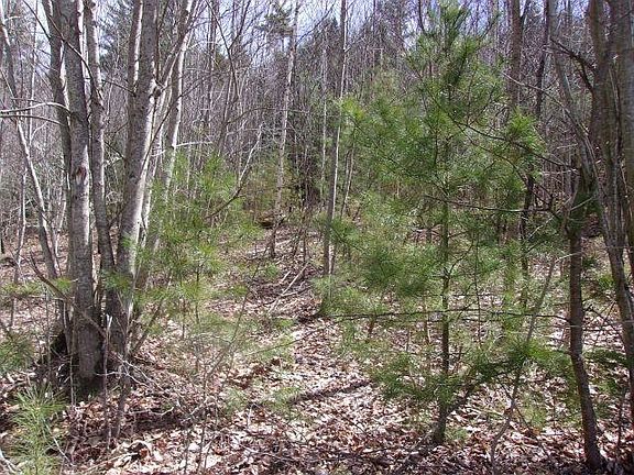 4th image of Swiftwater Circle #259
