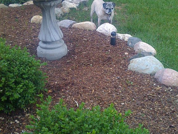 Backyard near porch. 2008