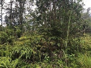 1st image of Road 9 Koloa Maoli Lot 5446
