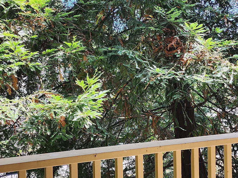 Mandarin Dr — Photo 13