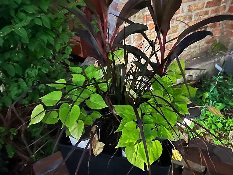 summertime foliage