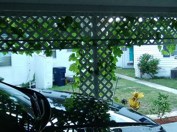 Seedless grape vines