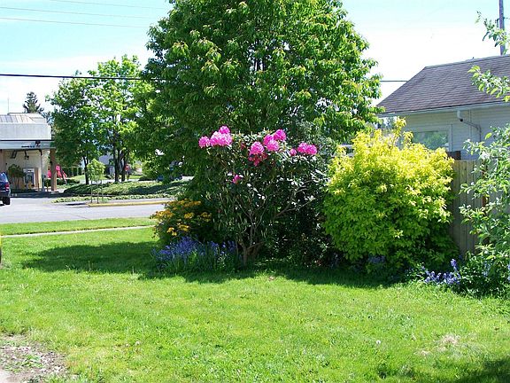 Pink Rhodie, Cherry tree behind it.