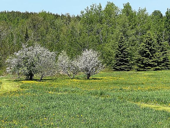 Apple trees & walking trails