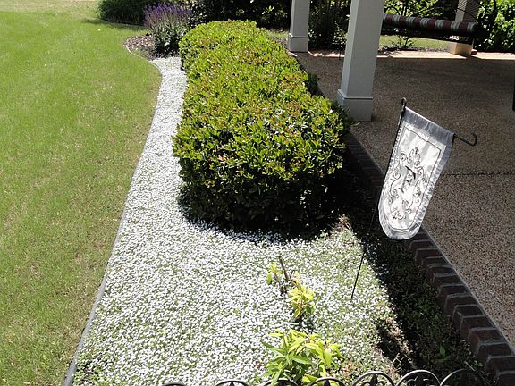 flower bed