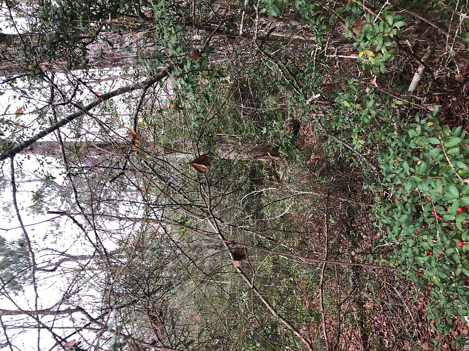 2nd image of 1044 Dorothy St