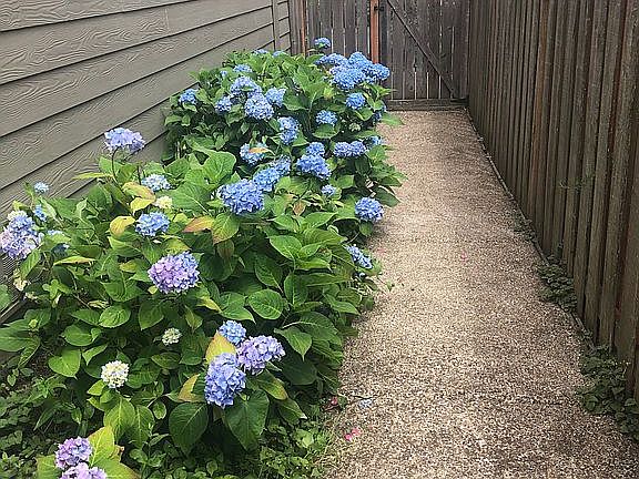 Side Yard w/Sidewalk