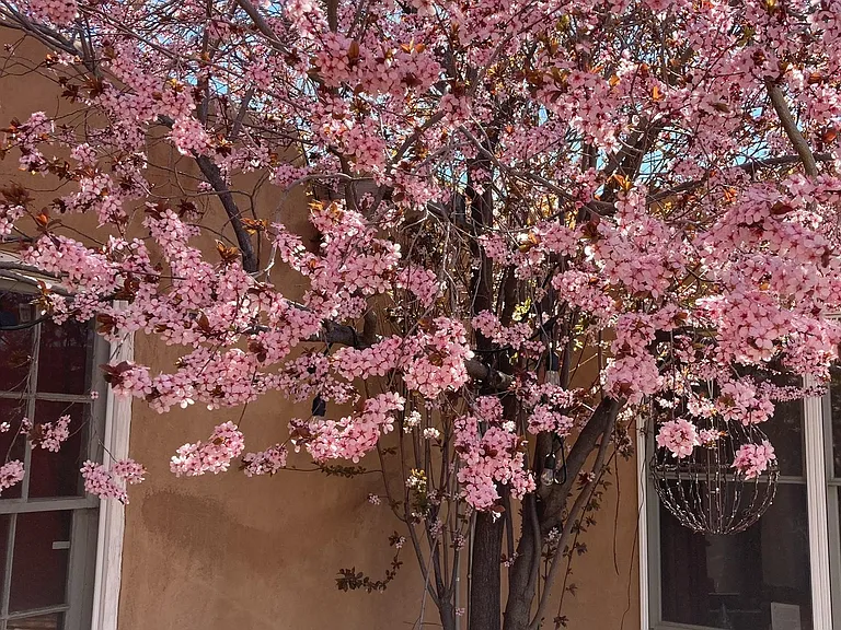 Flowering plum in the courtyard