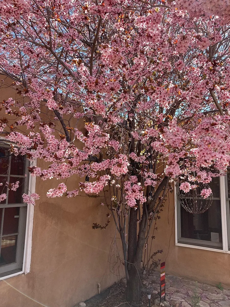 Flowering plum in the courtyard - 504B Adolfo St