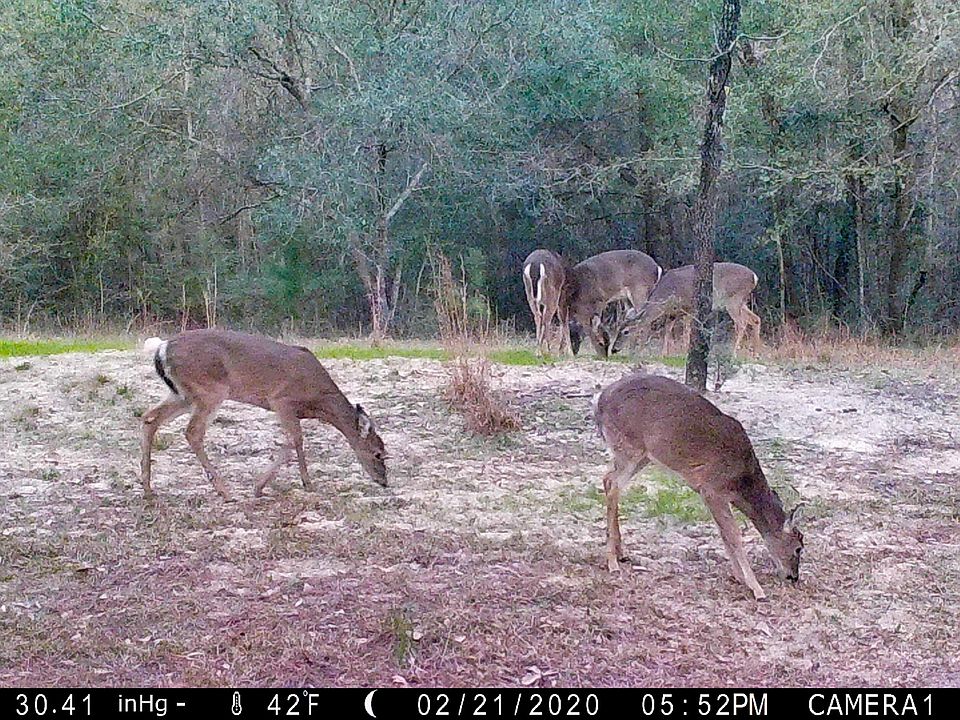 1st image of 817 Holly Tree Ln