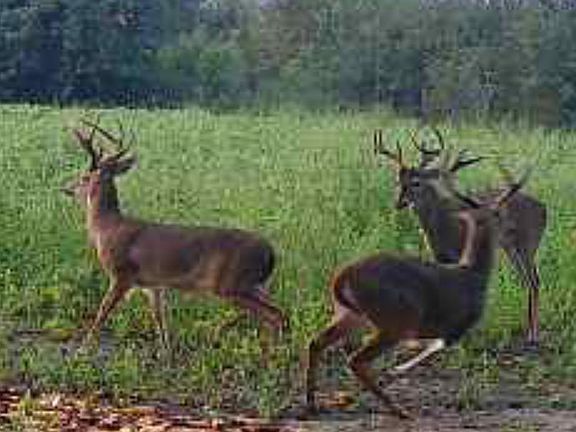 5th image of TBD Muddy Creek Rd.