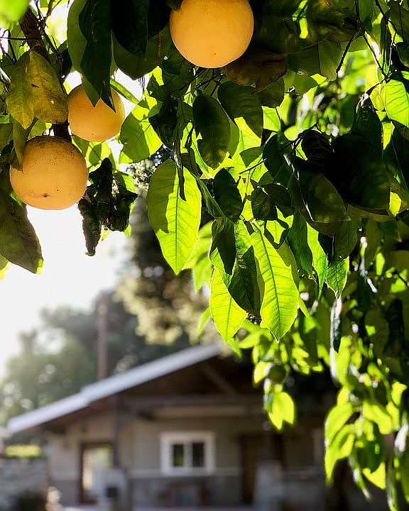 Grapefruit Tree