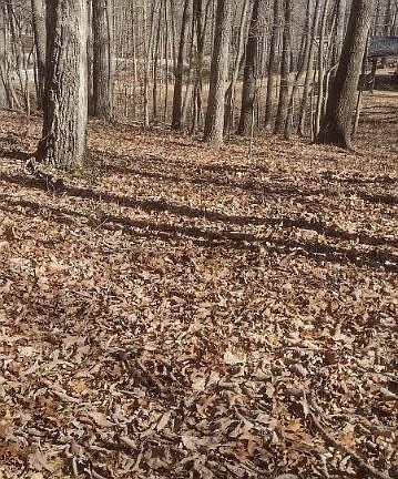 3rd image of 1 Ridge Cliff Dr Lot 49