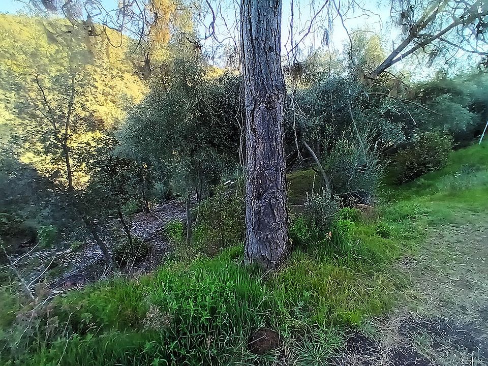 Olive Trees & Pine Trees! 