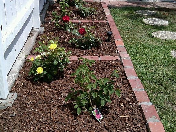 Backyard rose bed