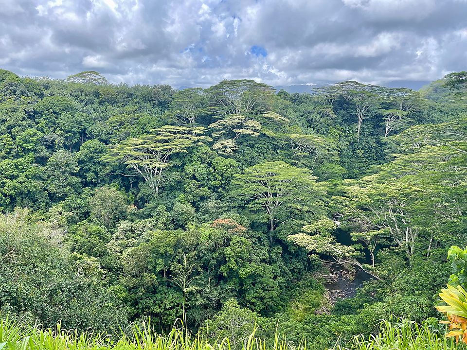 View from the backyard