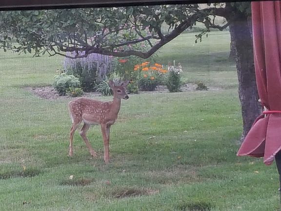 Butterfly garden behind fawn