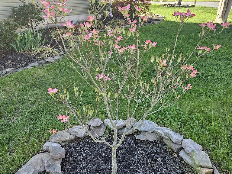 Young Dogwood tree on the left side of the home