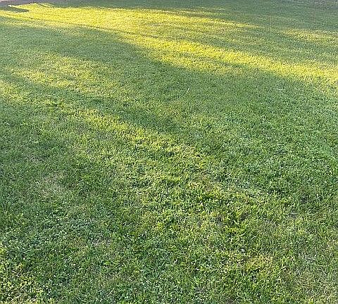 Yard was re-seeded this year