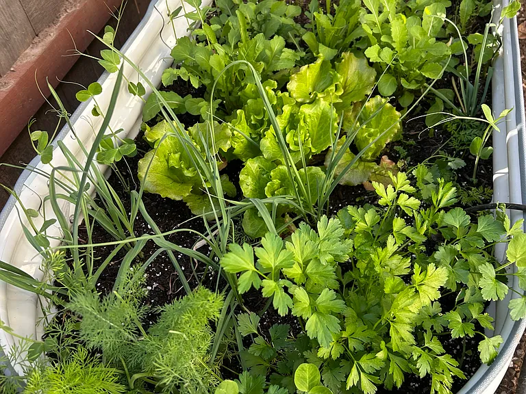 vegetable beds