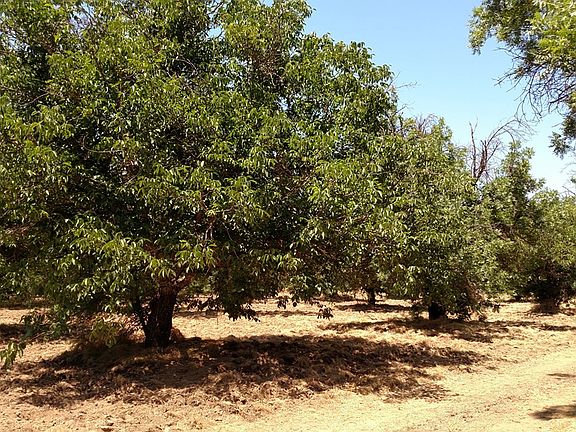 Beautiful Mature trees