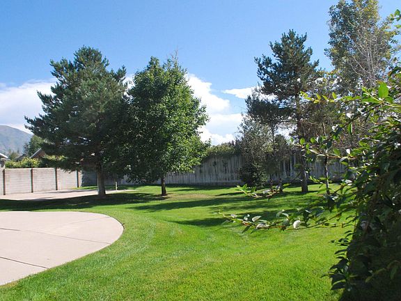 Must have back yard with evergreens