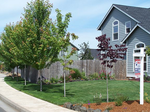 Large Trees along house