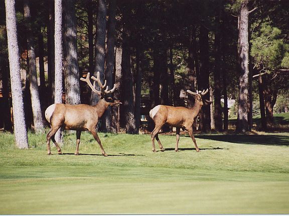 2nd image of 726 Forest Highlands