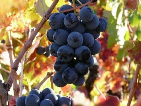 Wine country location