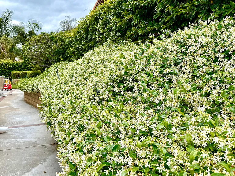 Side yard