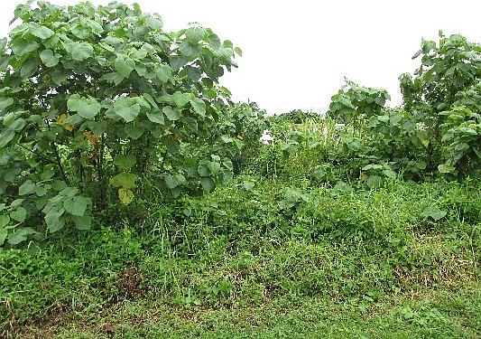 2nd image of 175 Kuleana Loop Lot 29