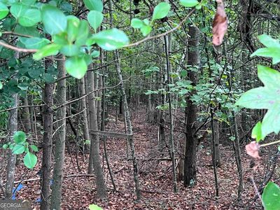 41 Beaver Creek Way, Cleveland, GA, 30528