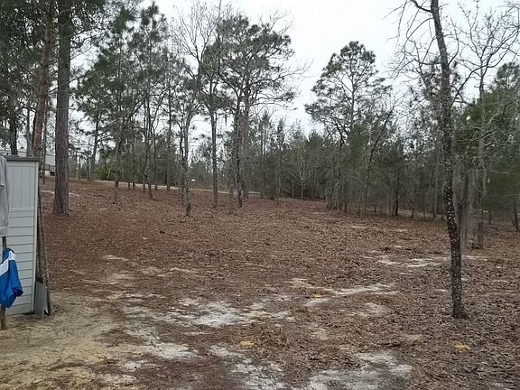 Fruit trees growing seedling