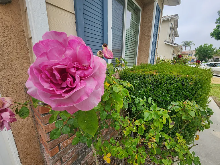 33694 Marigold Ln — Photo 36