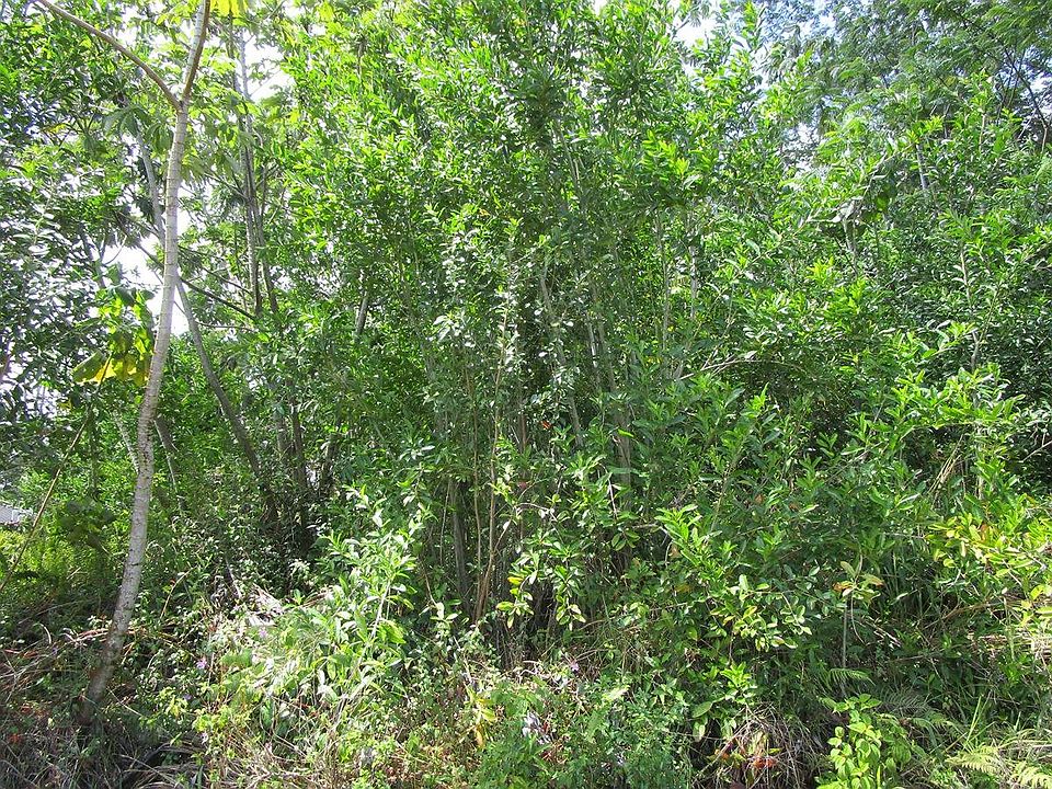 2nd image of Awa St Lot 229