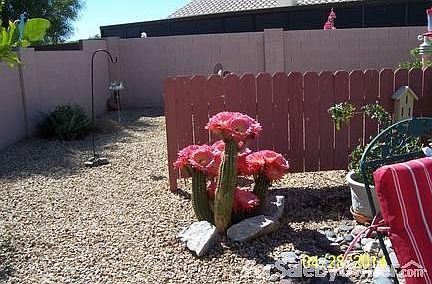 Backyard Cacti