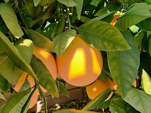 Many producing fruit trees