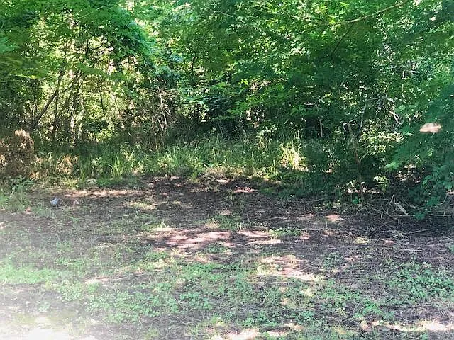 wooded area in the back very private lots of birds
